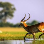 Voyage au botswana : itinéraire de 10 jours entre delta de l’okavango et chutes victoria