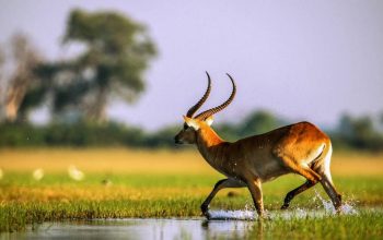 Voyage au botswana : itinéraire de 10 jours entre delta de l’okavango et chutes victoria