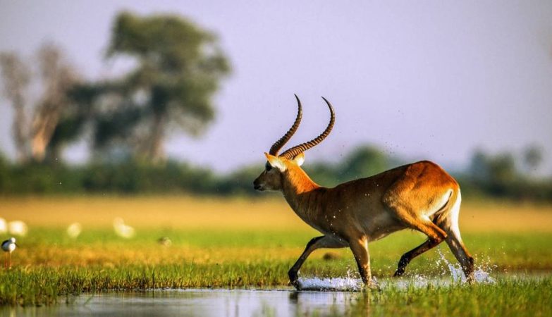 Voyage au botswana : itinéraire de 10 jours entre delta de l’okavango et chutes victoria